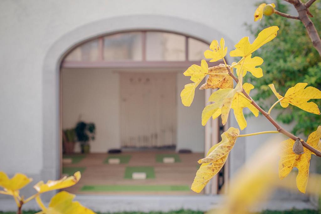a tree with yellow leaves in front of a building at Tmbin's barn - nature, horses, family in Sežana