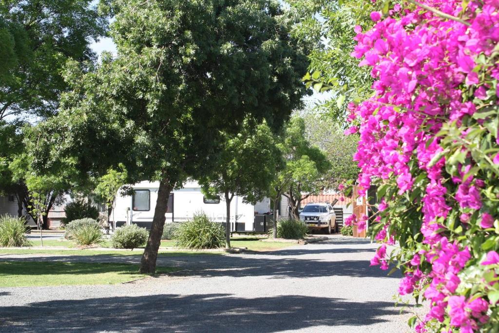 a road with trees and pink flowers in a park at BIG4 Hay in Hay