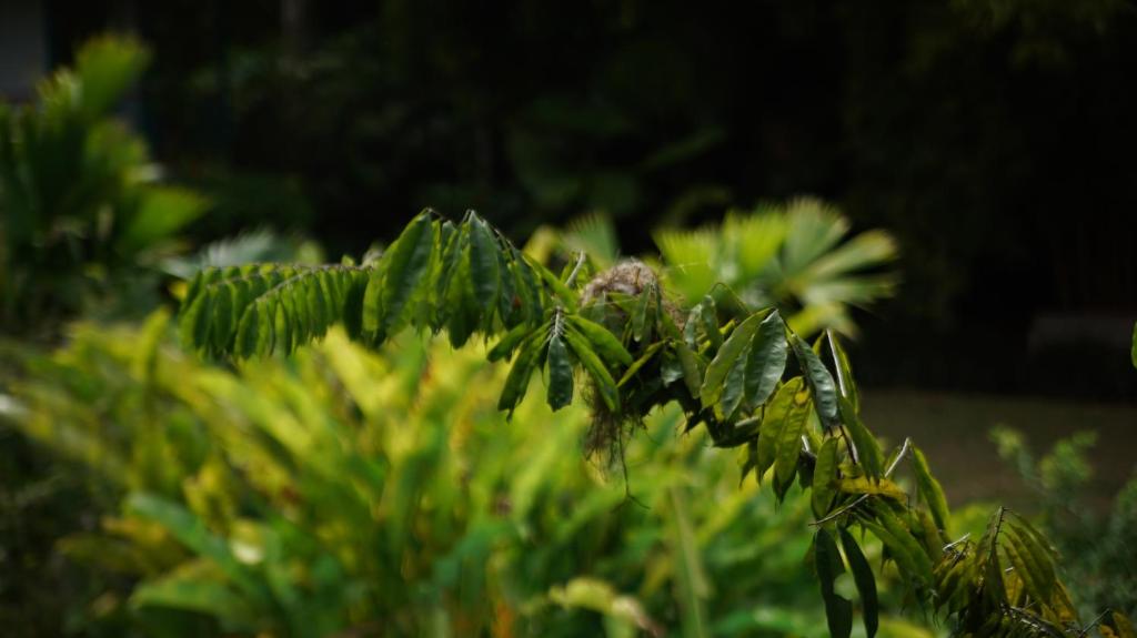 Zahrada ubytování Finca La Argelia