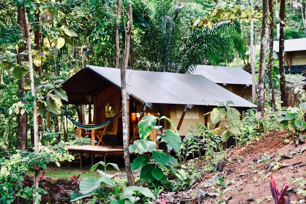 eine Hütte im Wald mit einer Hängematte davor in der Unterkunft El Pulpo Safari Lodge in Ojochal
