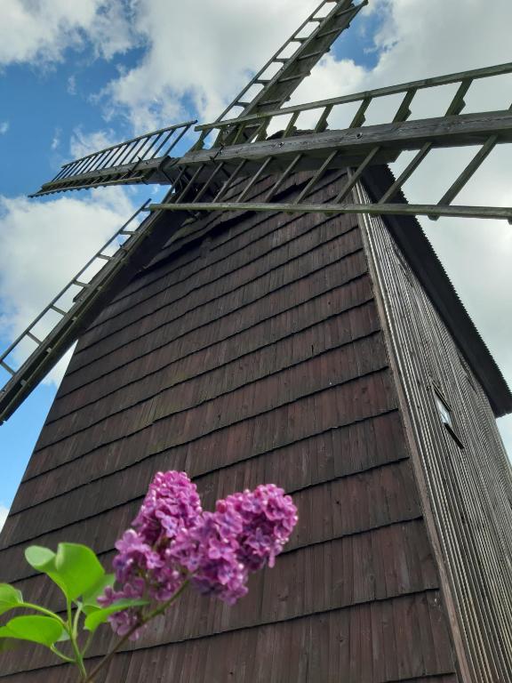 a flower in front of a windmill at WIATRAK in Brenno