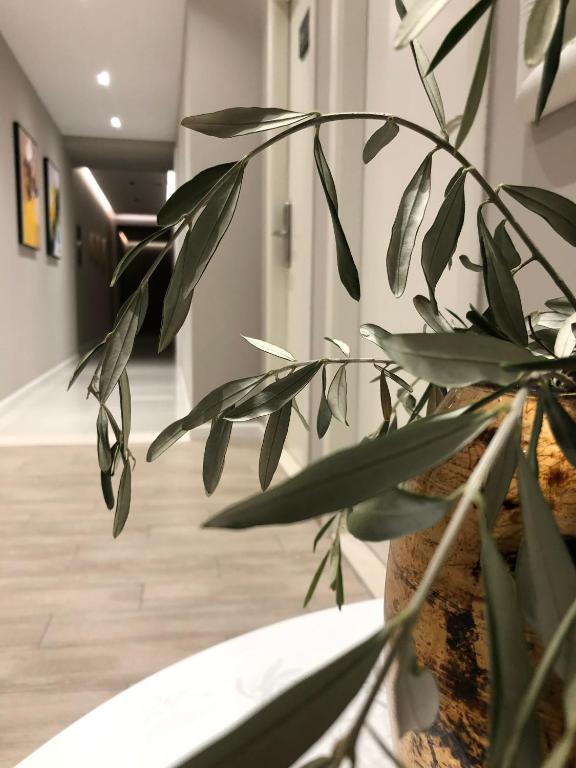 a plant in a room with a hallway at Hotel Oresti Center in Tirana