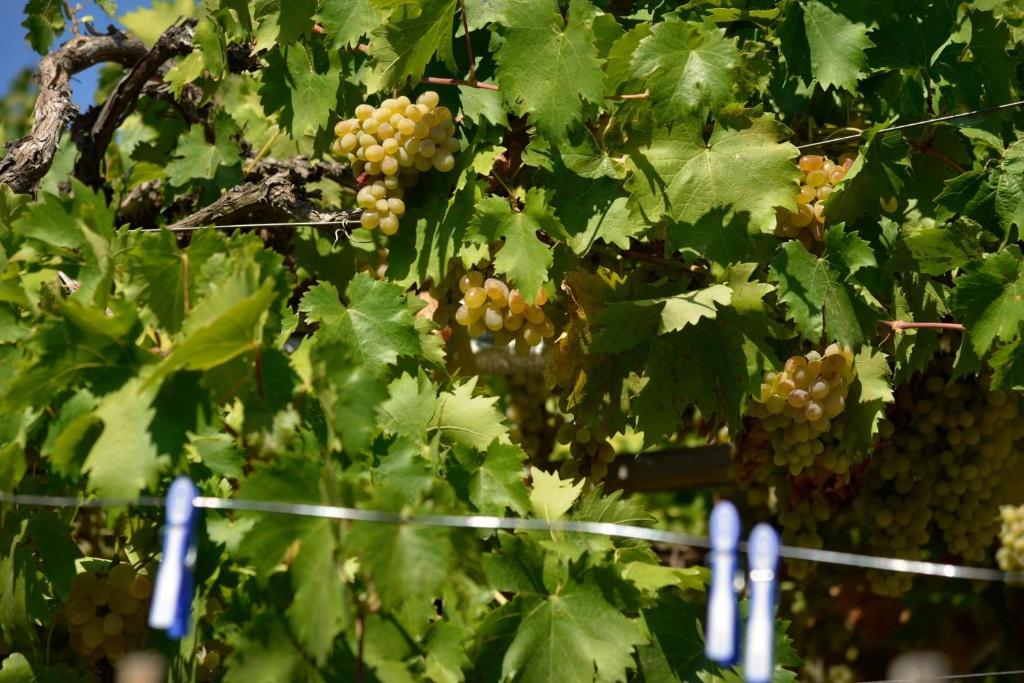 Fotografie z fotogalerie ubytování Under the Walnut Tree B&B v destinaci Yeghegnadzor