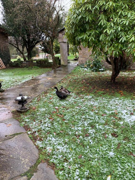 A garden outside Casa Ferreiro - Campo da Cruz - Lugo