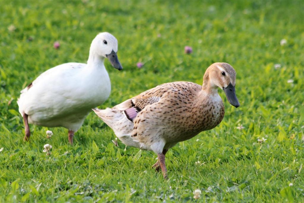 Altri animali domestici presso l'affittacamere o nei dintorni