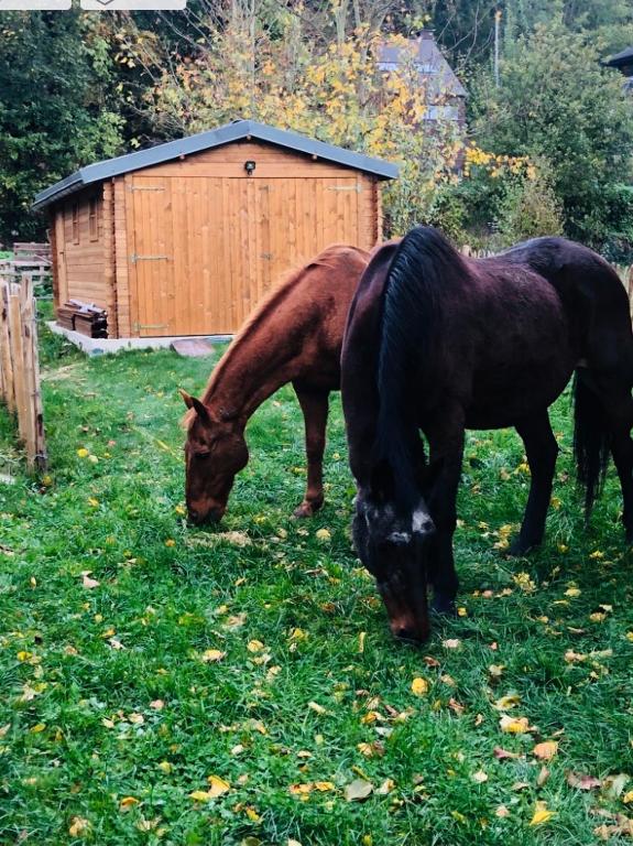 Altri animali domestici presso il bed & breakfast o nei dintorni