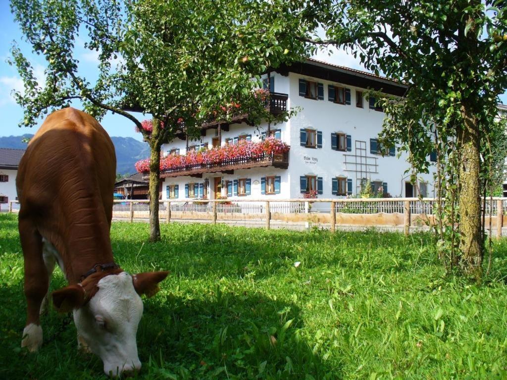 een koe die graast in het gras voor een gebouw bij Beim Lenz in Schleching