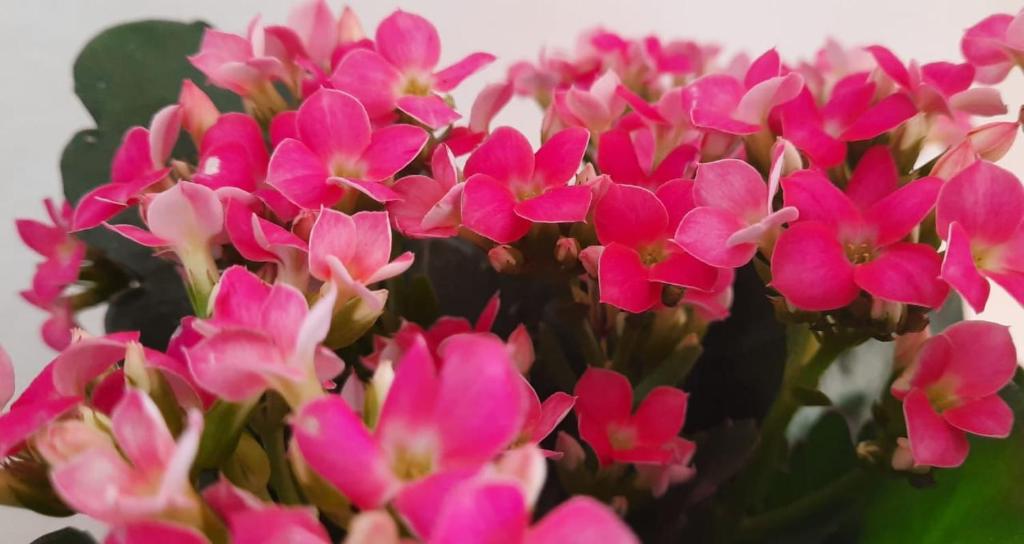  A CASA DA POLLY EM CARRANCAS MG