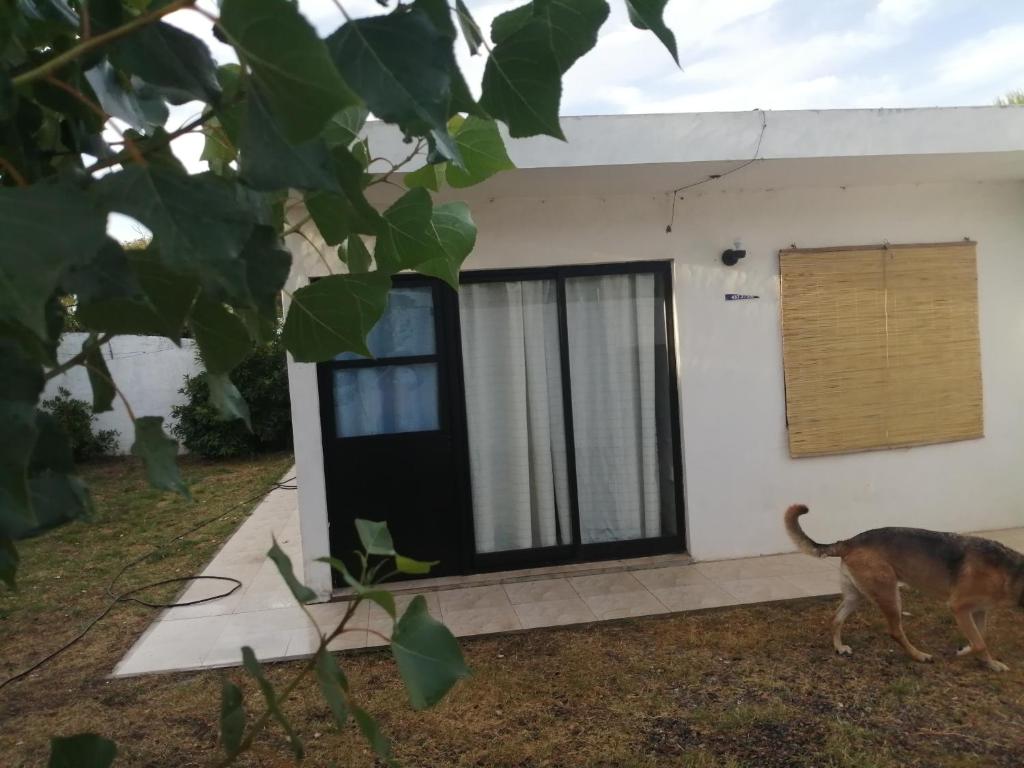 a cat walking in front of a house at Atlantic 10 in Atlántida