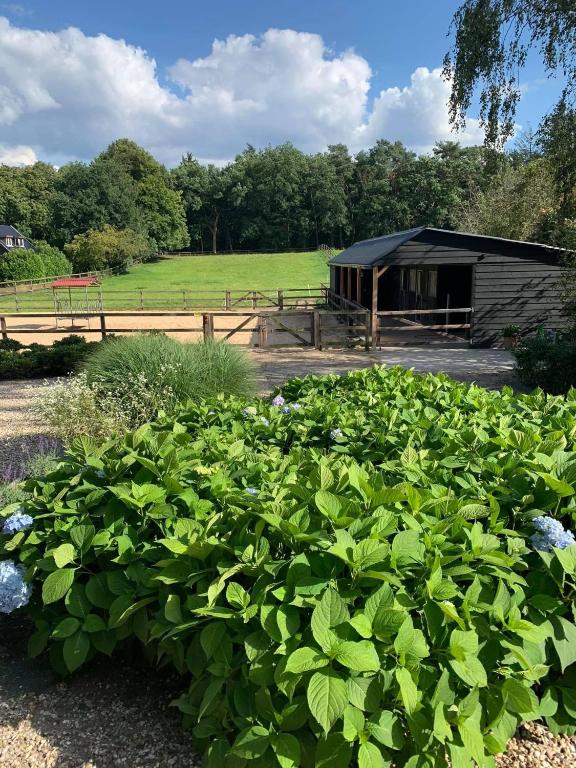 a field of plants with a building in the background at Bed and Breakfast De Paalberg in Hoenderloo