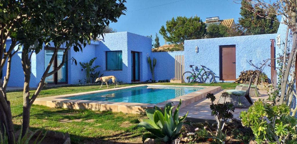 una casa azul con un perro de pie junto a una piscina en Casa Hilario, en Los Caños de Meca