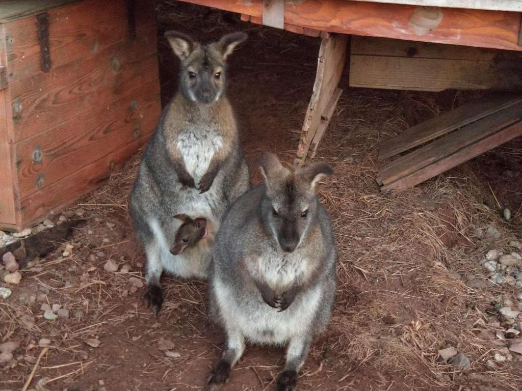 Apartmán na statku Červený Kostelec - 15