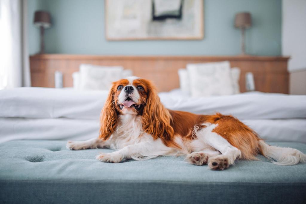 Domáce zviera alebo zvieratá hostí v ubytovaní Art Hotel