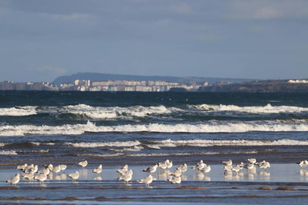 una bandada de aves de pie en la playa en Fisherman's Lodge Portstewart, en Portstewart