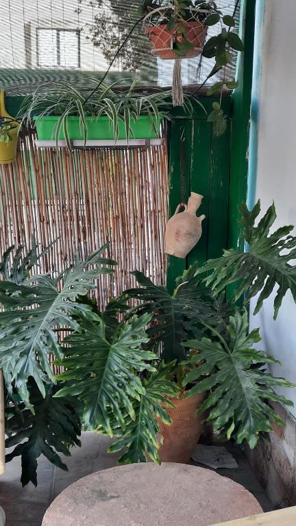 Fotografie z fotogalerie ubytování הבית הירוק - Green House v destinaci Arad