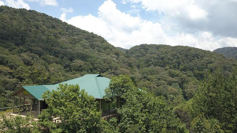 Gorilla Hills Eco-lodge في Kisoro: منزل بسقف أخضر في وسط غابة