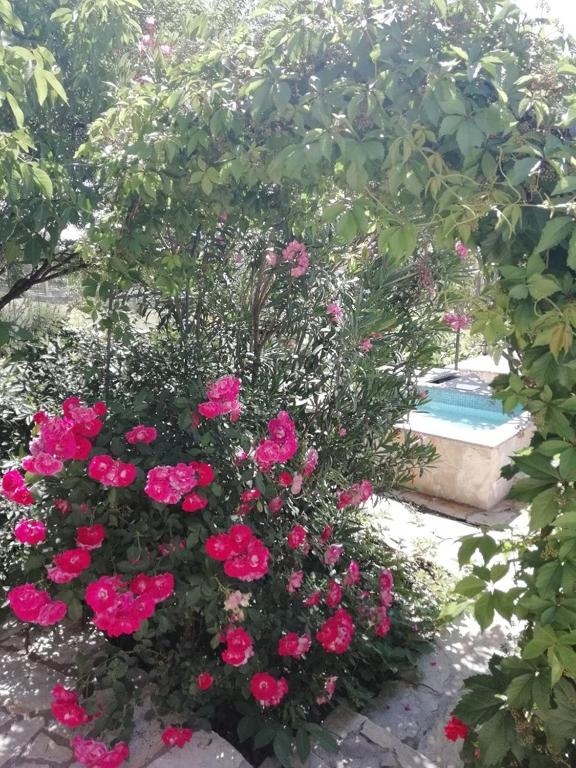 Vonkajšia záhrada v ubytovaní Extraordinary Villa Marija in Kastela