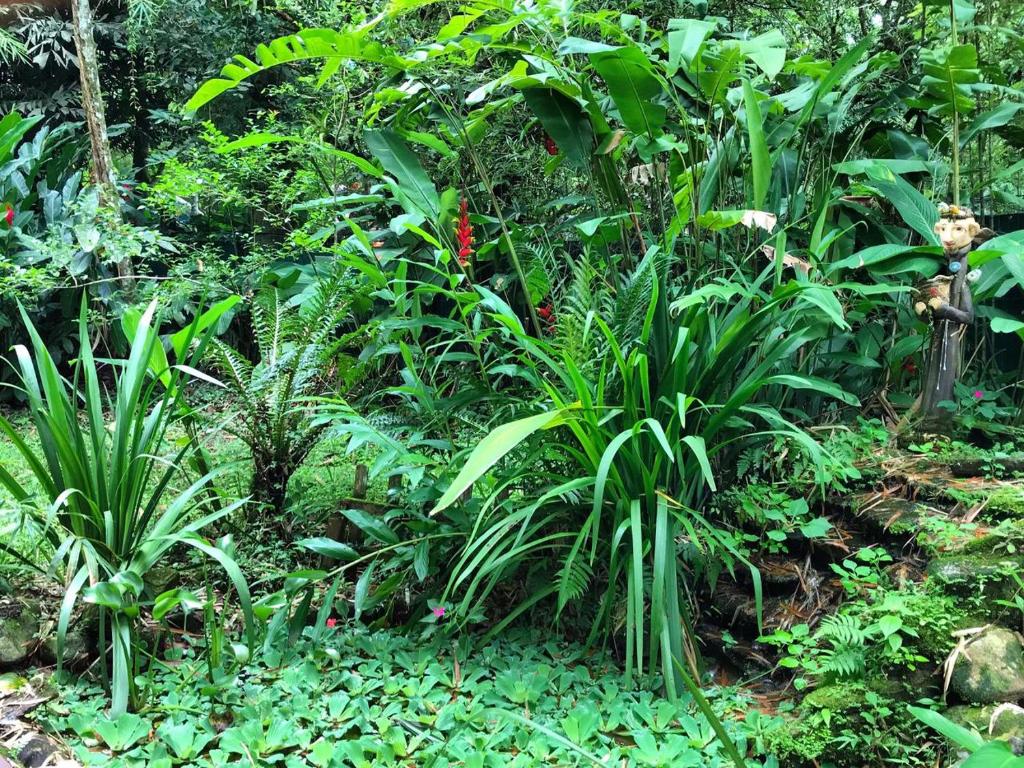  Chalé à beira do rio Jaguareguava na Mata Atlântica em Bertioga SP