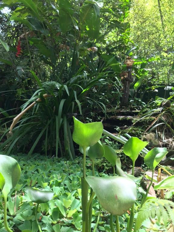  Chalé à beira do rio Jaguareguava na Mata Atlântica em Bertioga SP