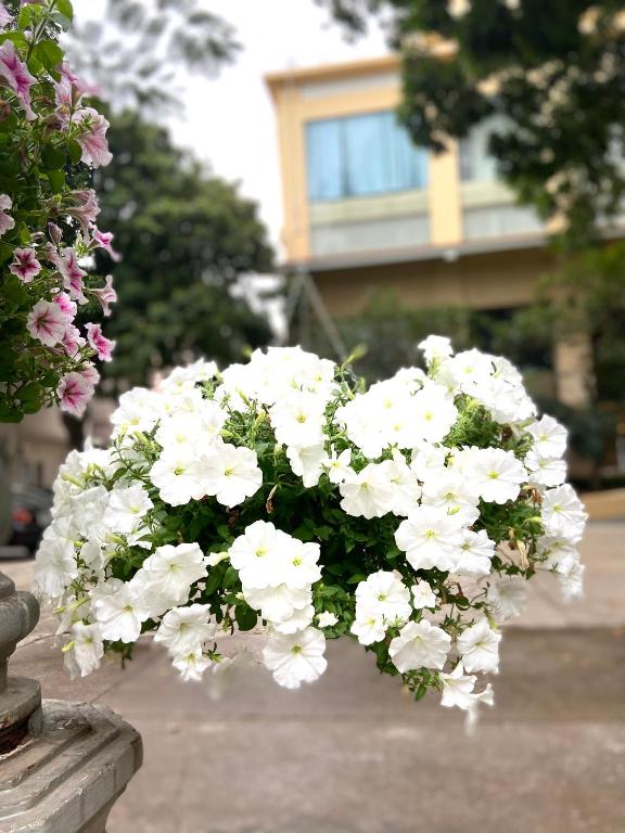Zahrada ubytování Khách sạn Công Đoàn Quảng Bá