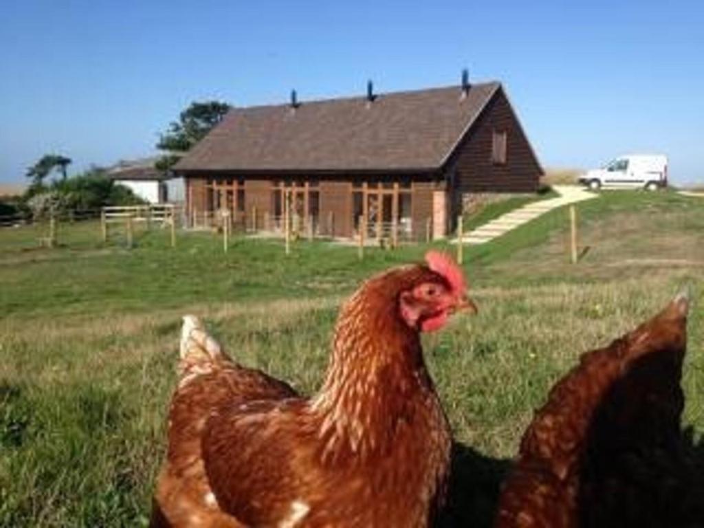 a chicken standing in a field in front of a house at Bike Shed - Beautiful 1-Bed Cottage in Shorwell in Shorwell