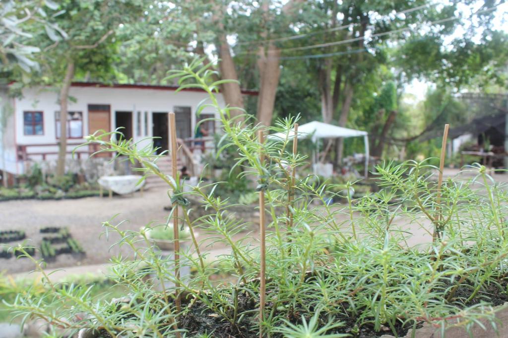 Zahrada ubytování RedDoorz Hostel Hardin De Corales La Union