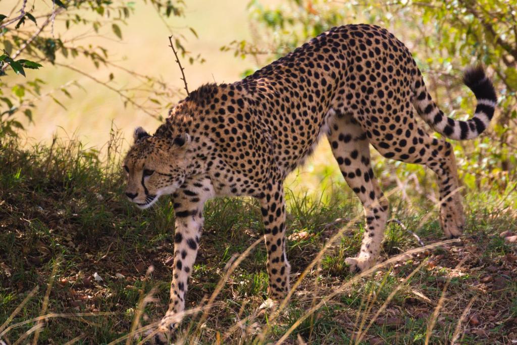 Altri animali domestici presso il campeggio di lusso o nei dintorni