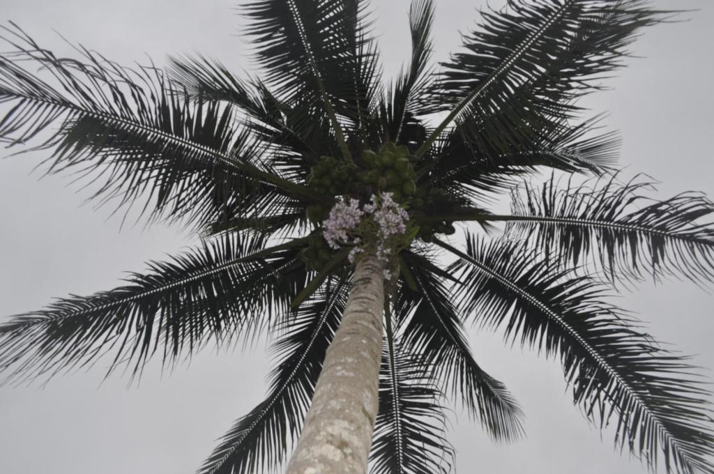  SITIO E POUSADA MANANCIAL