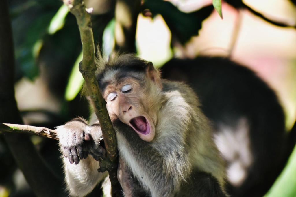 um macaco está sentado num galho de árvore em Jungleview Home Stay em Idukki