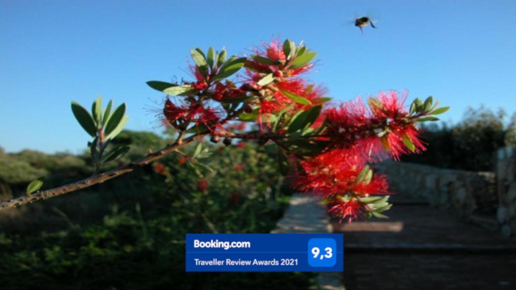 una abeja volando sobre un árbol con flores rojas en Casa Gaia con vista Mare en Olbia