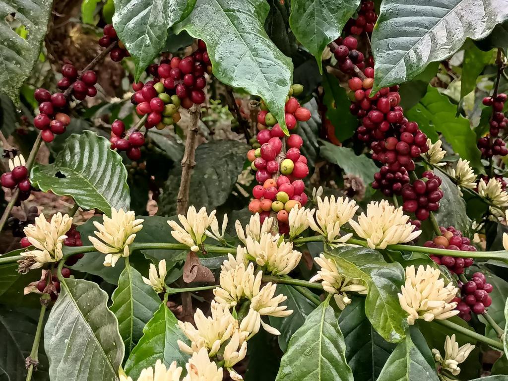 Zahrada ubytování Coorg Kolamotte