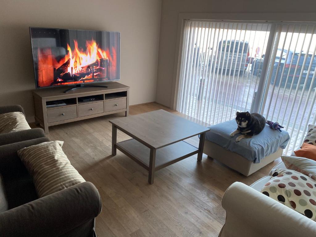 un gato sentado en una silla en una sala de estar con chimenea en appartement aan zee en Blankenberge