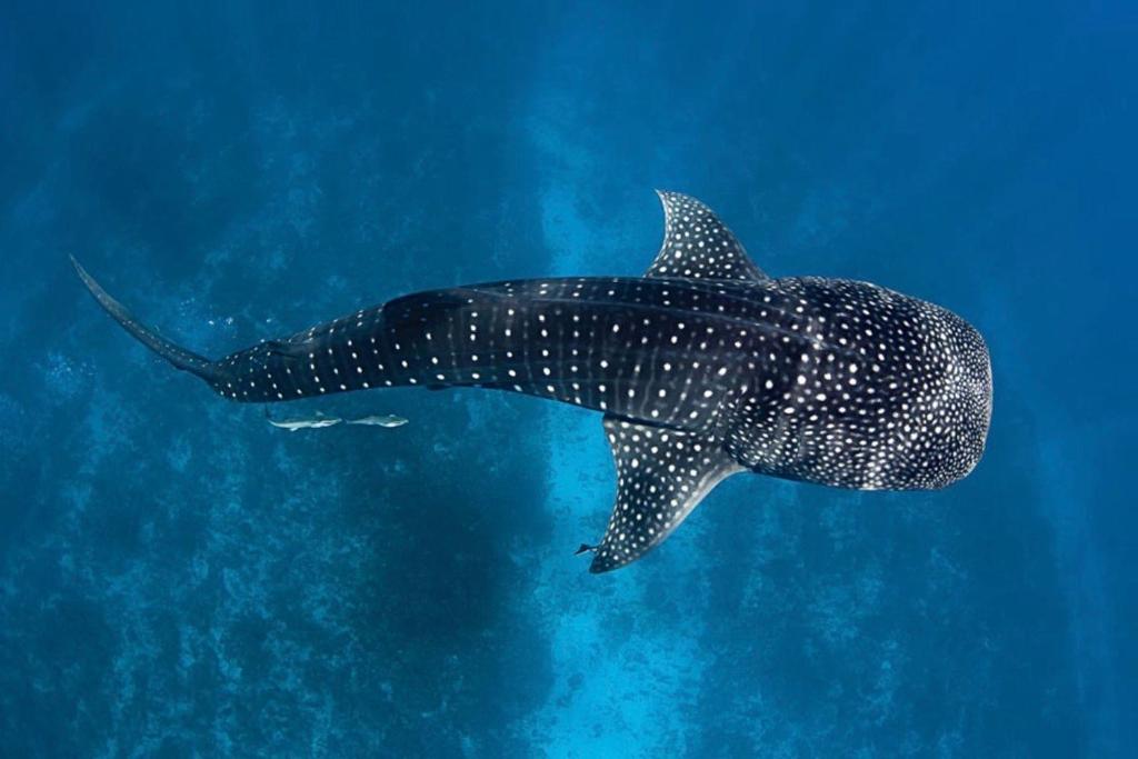 a whale shark swimming in the blue water at White Tern Maldives in Maamigili