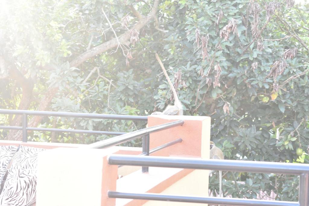 Entebbe şehrindeki Secrets Guest House tesisine ait fotoğraf galerisinden bir görsel
