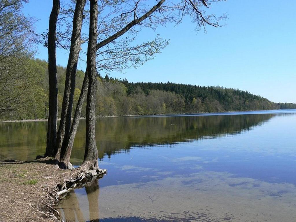 een uitzicht op een meer met bomen aan de oever bij Nocleg nad Jeziorem Hańcza - B.Danowska in Przełomka