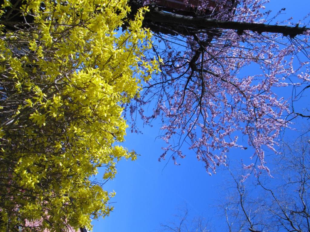 Chez Jean et Daisy - Resim 14