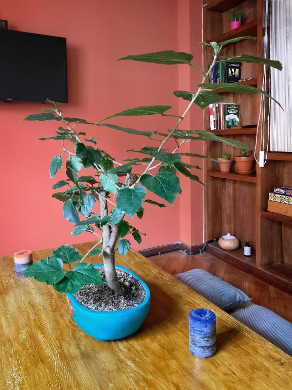 TV a/nebo společenská místnost v ubytování Ñañas Hostel
