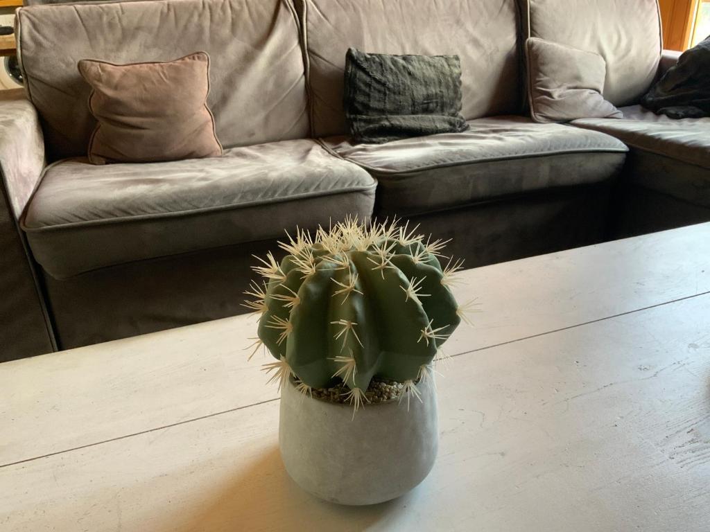 a cactus sitting on a coffee table in front of a couch at Mont Blanc in Peisey-Nancroix