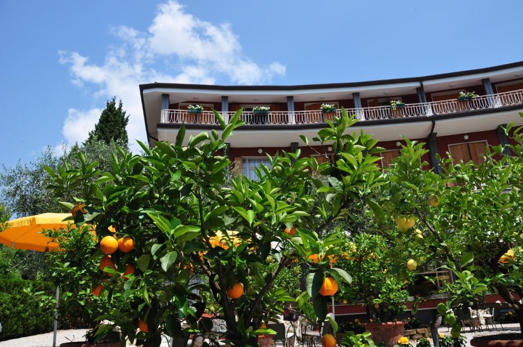 Zahrada ubytování Hotel Continental