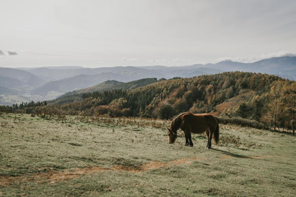 Zvířata v hotelu nebo okolí