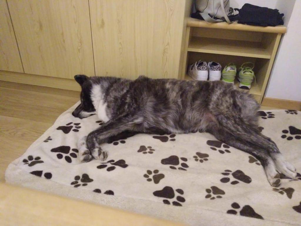 Domácí mazlíčci ubytovaní s hosty v ubytování Alpine Touring Hotel-petfriendly