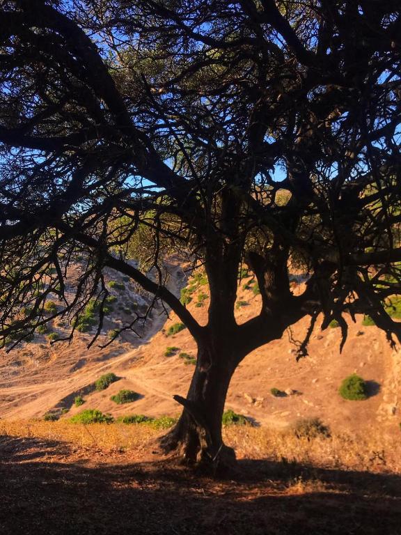 a large tree in the middle of a field at Dmina House in Asilah