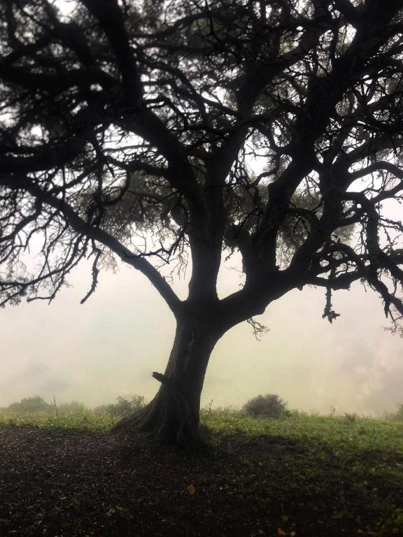 a tree in the middle of a field with fog at Dmina House in Asilah