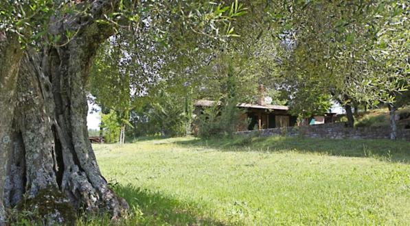科爾托納的住宿－Agriturismo Sommavilla，田野中的一棵树,房子在后面