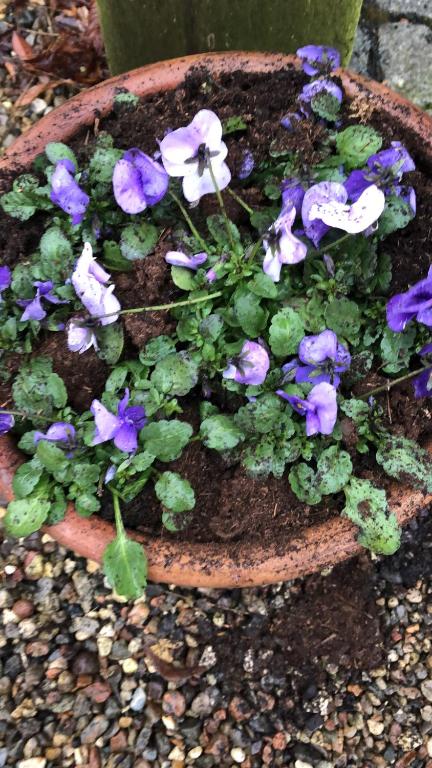 a pot filled with purple flowers and green plants at Det gamle badehotel i Grasten in Svendborg