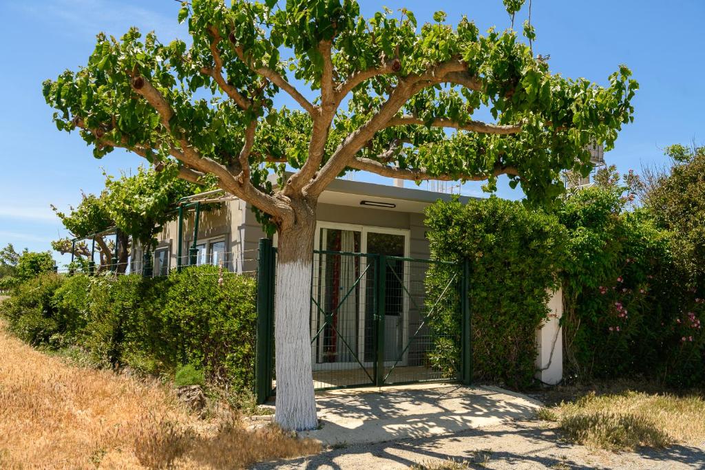 Vonkajšia záhrada v ubytovaní Petrakis Afrathias garden house