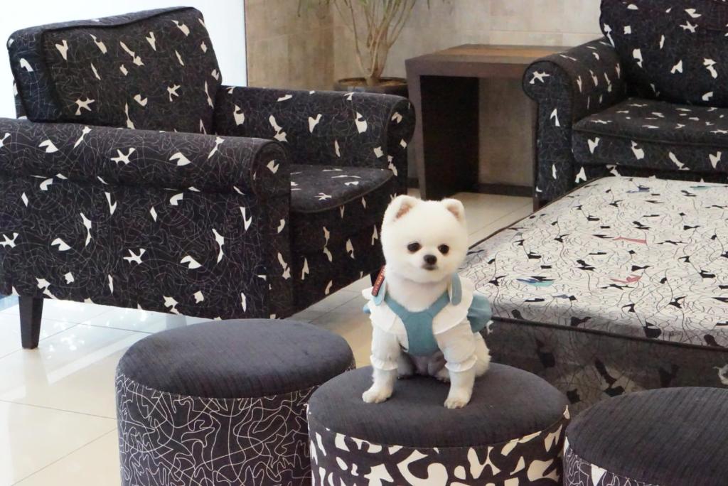 Domácí mazlíčci ubytovaní s hosty v ubytování Hi Jeju Hotel