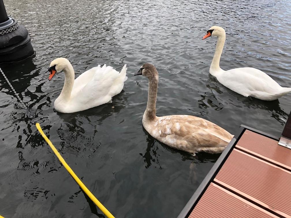 three swans swimming in a body of water at MarinaVilla in Nykøbing Falster