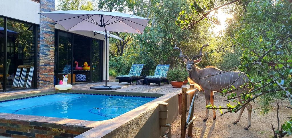 a deer standing next to a swimming pool with an umbrella at Loerie Escape - Marloth Park in Marloth Park