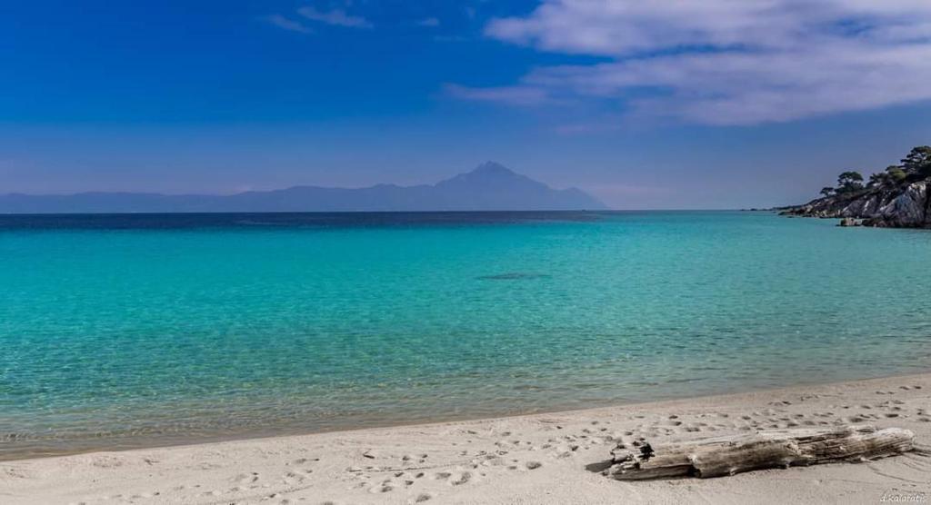 a dead tree laying on a beach near the water at House Chrysoula Mitsokopi in Sarti